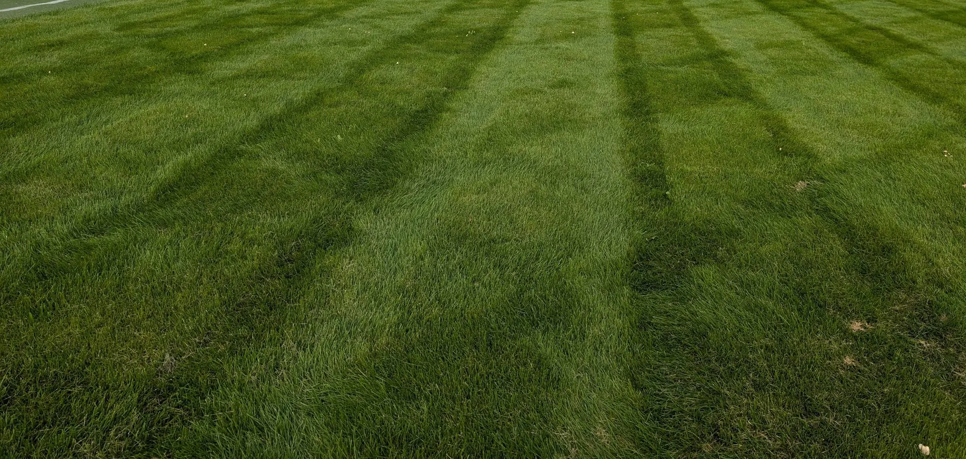 Striped turf on a natural grass field after maintenance